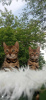 Photos supplémentaires: chatons bengal à vendre