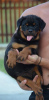 Photos supplémentaires: rottweiler