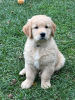 Photo №1. golden retriever - à vendre en ville de Мадрид | Gratuit | Annonce №103882