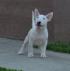 Photos supplémentaires: chiots bull terrier a vendre