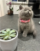 Photo №2 de l'annonce № 104147 de la vente british shorthair - acheter à Allemagne 