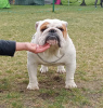 Photos supplémentaires: Bouledogue anglais FCI