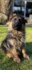 Photos supplémentaires: Beaux chiots GSD d'Europe à vendre