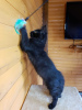 Photo №3. Black Maine Coon, un magnifique chaton avec une personnalité intéressante. Ukraine