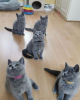 Photo №4. Je vais vendre british shorthair en ville de Кеми. annonce privée - prix - 400€