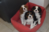 Photo №1. cavalier king charles spaniel - à vendre en ville de Lille | négocié | Annonce №80863