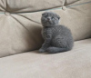 Photo №1. scottish fold - à vendre en ville de Berlin | négocié | Annonce № 107660