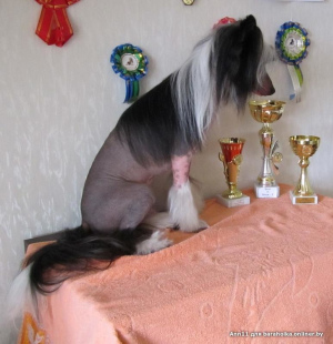 Photo №3. Il est proposé de tricoter un chien chinois à crête mâle. en Biélorussie. Annonce № 4974