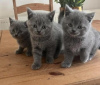 Photo №2 de l'annonce № 108605 de la vente british shorthair - acheter à Allemagne annonce privée, de la fourrière, de l'abri, éleveur