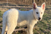 Photo №3. Chiots berger allemand blanc. USA