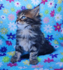 Photo №4. Je vais vendre maine coon en ville de Нови Сад.  - prix - Gratuit