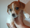 Photo №1. jack russell terrier - à vendre en ville de Karlovy Vary | négocié | Annonce №96527