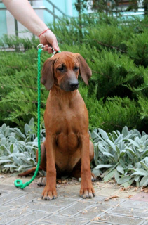 Photo №2 de l'annonce № 3733 de la vente chien de rhodésie à crête dorsale - acheter à Fédération de Russie éleveur