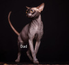 Photo №1. sphynx - à vendre en ville de Kettering | négocié | Annonce № 77608