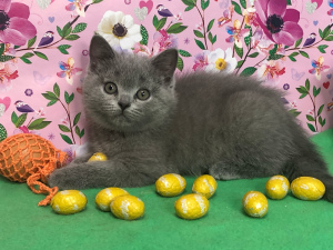 Photo №4. Je vais vendre british shorthair en ville de Samara. annonce privée, de la fourrière, éleveur - prix - 301€