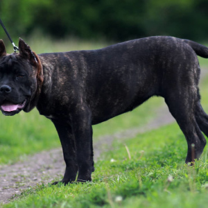 Photo №4. Je vais vendre cane corso en ville de Donetsk. annonce privée, de la fourrière - prix - négocié