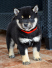 Photos supplémentaires: Chiots Shiba Inu