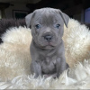 Photo №1. staffordshire bull terrier - à vendre en ville de Kaunas | négocié | Annonce №120707