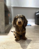 Photos supplémentaires: Adorables chiots teckel disponibles - Prêts pour leur foyer éternel !