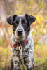 Photo №3. Chiot Metis Spaniel Britney veut rentrer à la maison. Fédération de Russie