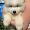 Photo №3. CHIOTS SAMOYED MIGNONS DISPONIBLES À LA VENTE. USA