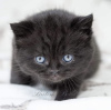 Photo №4. Je vais vendre british shorthair en ville de Berlin. éleveur - prix - 300€