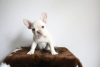 Photo №4. Je vais vendre bouledogue en ville de Штутгарт. annonce privée - prix - 360€