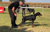 Photos supplémentaires: CHIOTS DOBERMANS