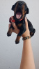 Photo №1. dobermann - à vendre en ville de Belgrade | négocié | Annonce №93669