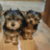 Photo №4. Je vais vendre yorkshire terrier en ville de Tbilissi. annonce privée - prix - 473€