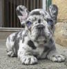 Photos supplémentaires: Wunderschöne Welpen der französischen Bulldogge stehen zur Adoption zur