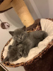 Photo №2 de l'annonce № 123353 de la vente british shorthair - acheter à Allemagne annonce privée