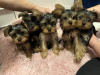 Photo №1. yorkshire terrier - à vendre en ville de Антверпен | 150€ | Annonce №123529