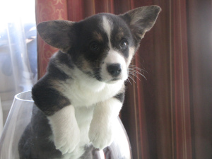 Photo №3. Pedigree de chiot cardigan corgi gallois. Biélorussie