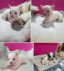 Photo №1. chihuahua - à vendre en ville de Novi Bečej | négocié | Annonce №80645