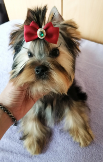 Photo №1. yorkshire terrier - à vendre en ville de Kiev | 500€ | Annonce №6282