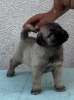 Photo №3. Chiots Kangal turcs. Serbie