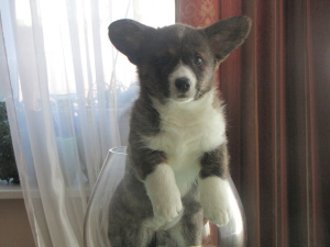 Photo №4. Je vais vendre welsh corgi en ville de Minsk. de la fourrière - prix - 767€