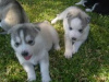 Photo №1. husky de sibérie - à vendre en ville de Texas City | négocié | Annonce №76538