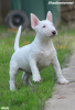 Photos supplémentaires: Chiots Mini Bull Terrier