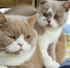 Photo №4. Je vais vendre british shorthair en ville de Munich. annonce privée - prix - 300€