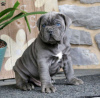 Photo №1. cane corso - à vendre en ville de Victoria | négocié | Annonce №75136