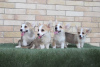 Photos supplémentaires: Chiots Welsh Corgi Pembroke