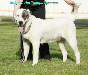 Photos supplémentaires: Chien de berger d'Asie centrale mâle