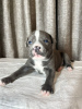 Photo №1. american staffordshire terrier - à vendre en ville de Москва | 1047€ | Annonce №120920