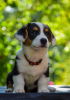 Photos supplémentaires: Adorables chiots Cardigan Welsh Corgi de Hongrie kennel@cardibakery.hu