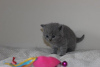 Photo №2 de l'annonce № 100291 de la vente british shorthair - acheter à Allemagne 