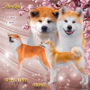 Photo №1. akita (chien) - à vendre en ville de Novosibirsk | négocié | Annonce №8786