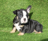 Photo №1. bulldog anglais - à vendre en ville de Leicester | 550€ | Annonce №13486