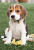 Photo №1. beagle - à vendre en ville de Berlin | Gratuit | Annonce №97823